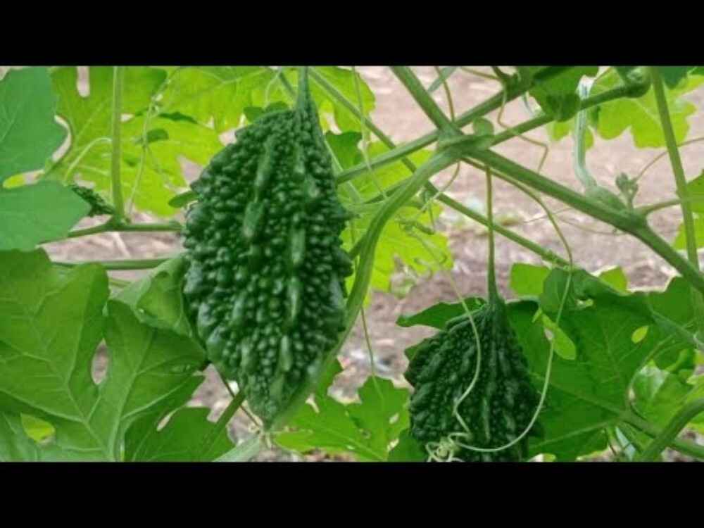 Organic Bitter Gourd - Moisture (%): Na