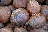 Husk Coconut - Color: Brown