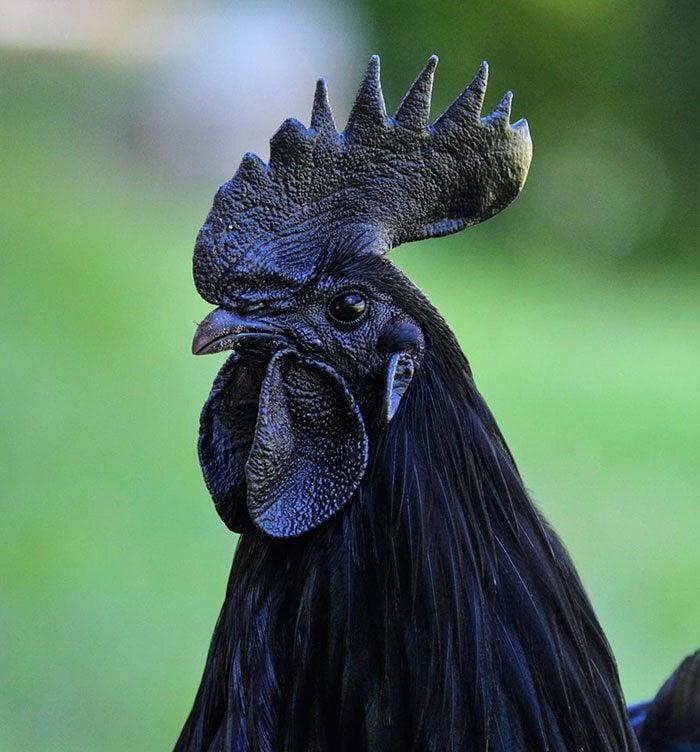 Kadaknath Live Chicken Bird - Color: Black