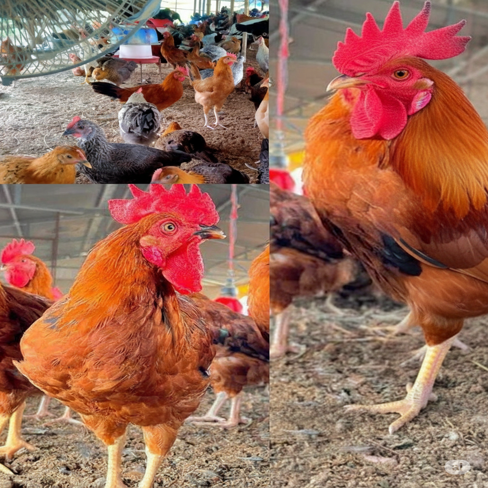 Sonali Live - Color: Red