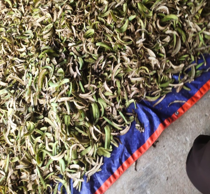 Banana Peal - Color: Green