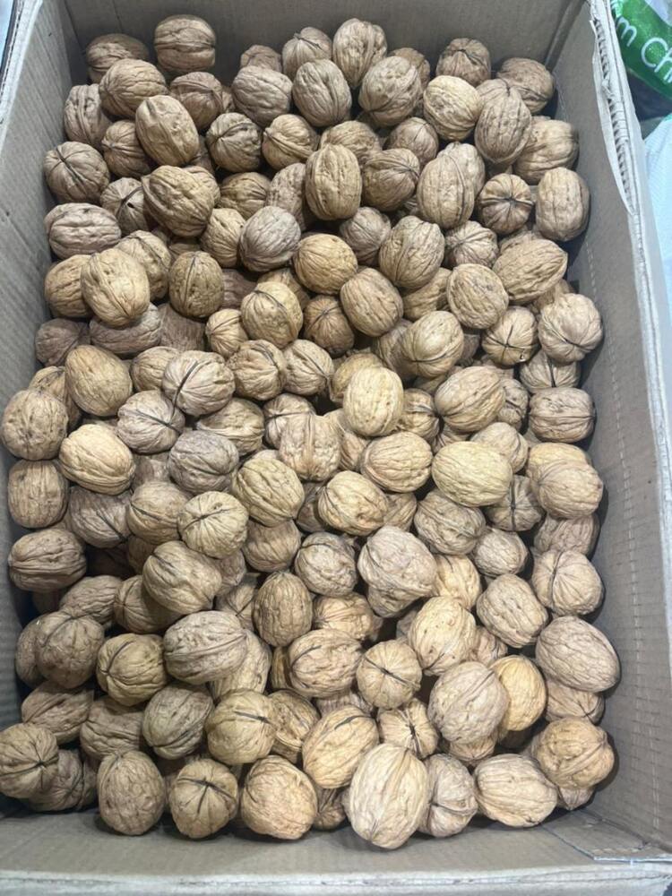 Walnut