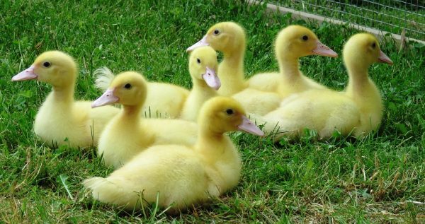 American White Duck - Color: Yellow