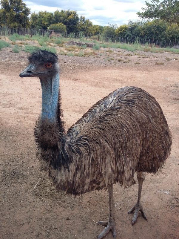 Emu Birds - Color: Brown
