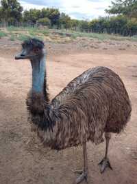 Emu Birds - Color: Brown