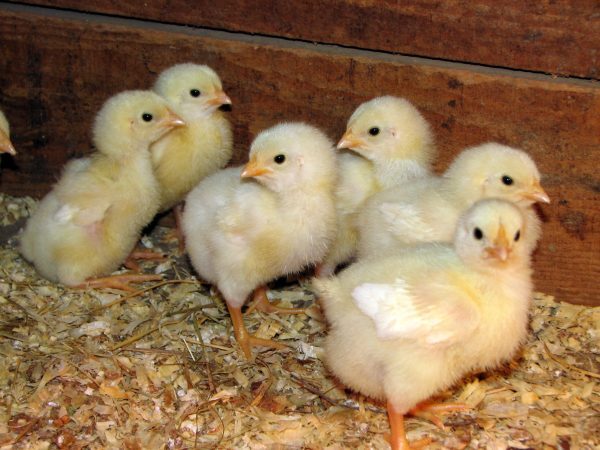 Cob-400 Boiler Chicks - Color: Yellow