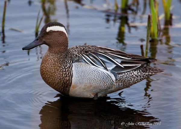 Dabbling Duck Breed - Color: Brown