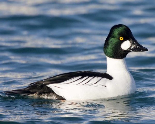 Goldeneye Duck Breed - Color: Multicolor