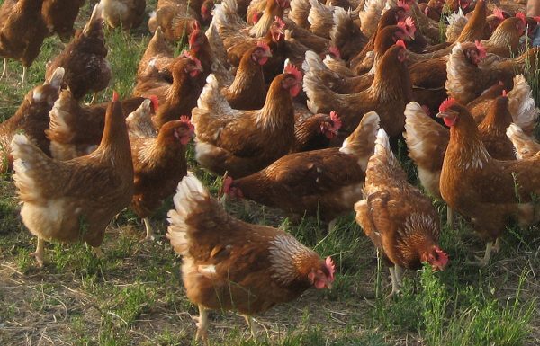 Bv380 Chicken Breed - Color: Brown