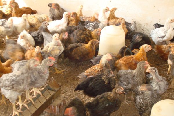 Color Boiler Breed - Color: Brown