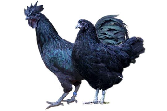 Kadknatha Breed Chicken - Color: Black
