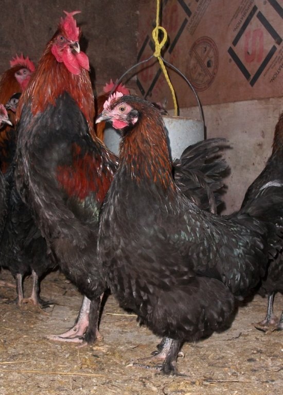 Kaveri Breed Chicken - Color: Brown