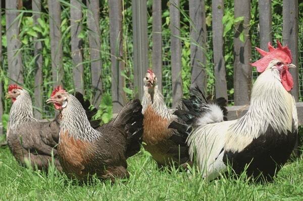 Sonali Breed Chicken - Color: Brown