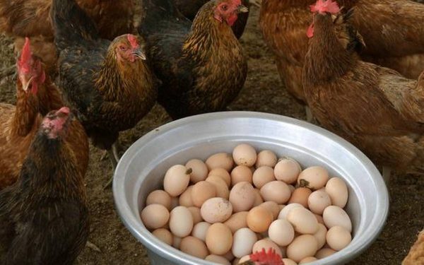 Grampriya Breed Chicks - Color: Brown