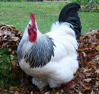 Jamuna Breed Chicks