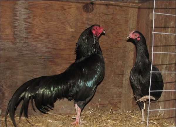 Kala Assel Breed Chicks - Color: Black