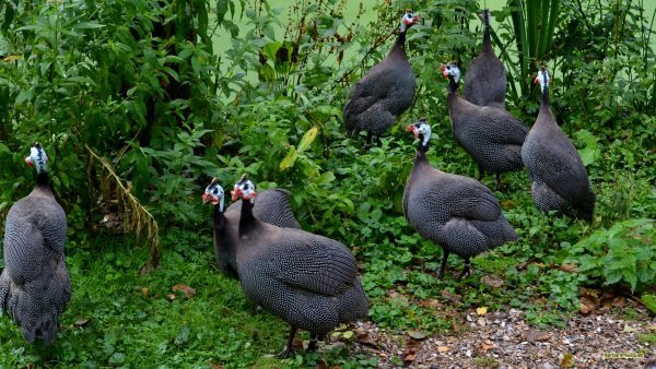 Guinea Fowl Breed - Color: Brown