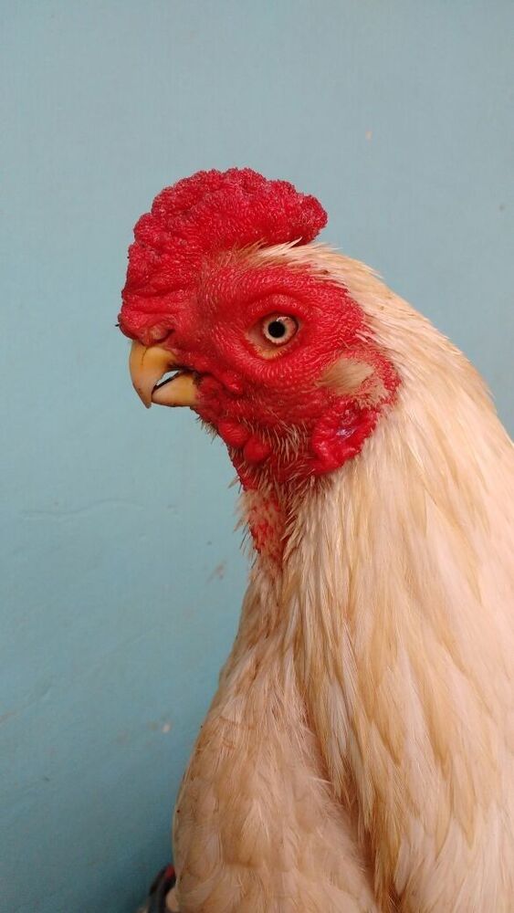Live Pakistan Asssel Breed - Color: Brown