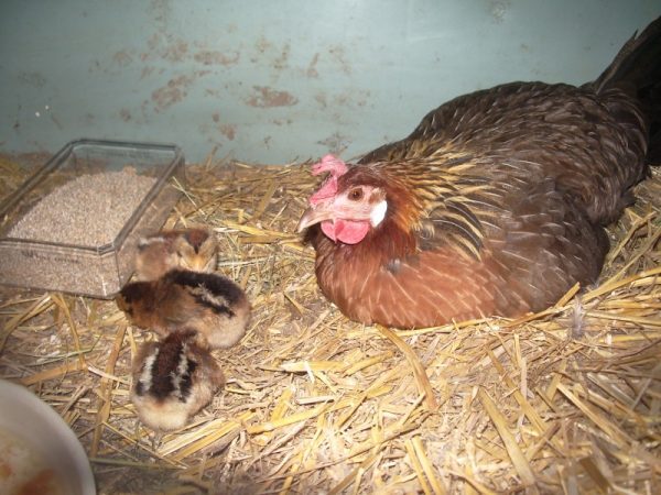Pure Nati Koli Chicks - Color: Brown