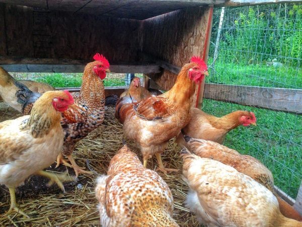 Rajashree Breed - Color: Brown