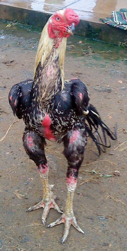 Salem Nati Breed - Color: Black