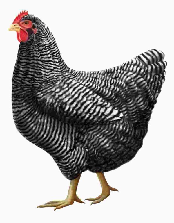 Saso Breed - Color: Brown