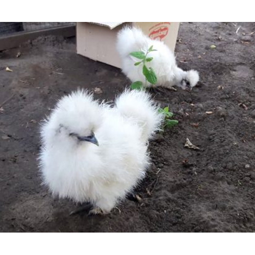 Silky Breed - Color: White