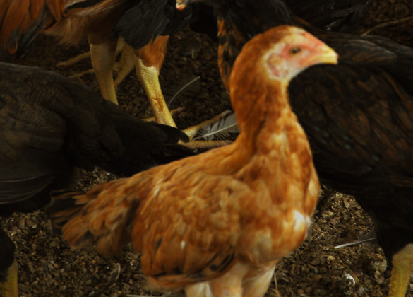 Srs Breed - Color: Brown