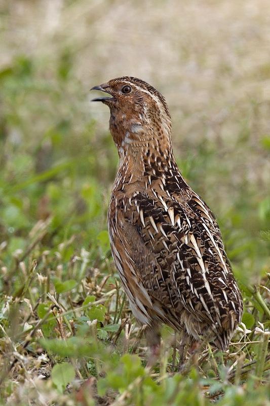 Thithar Quiles Breed - Color: Brown