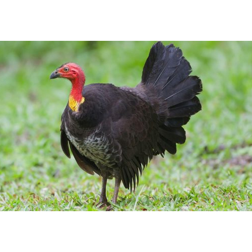 Turkey Breed - Color: Black