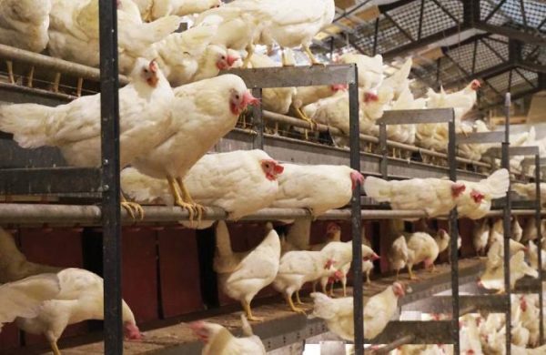 White Layer Breed - Gender: Female