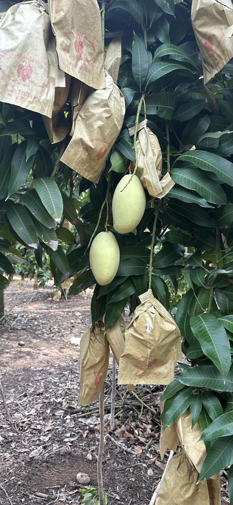 Yellow 18x28cm  Fruit Protection Bags