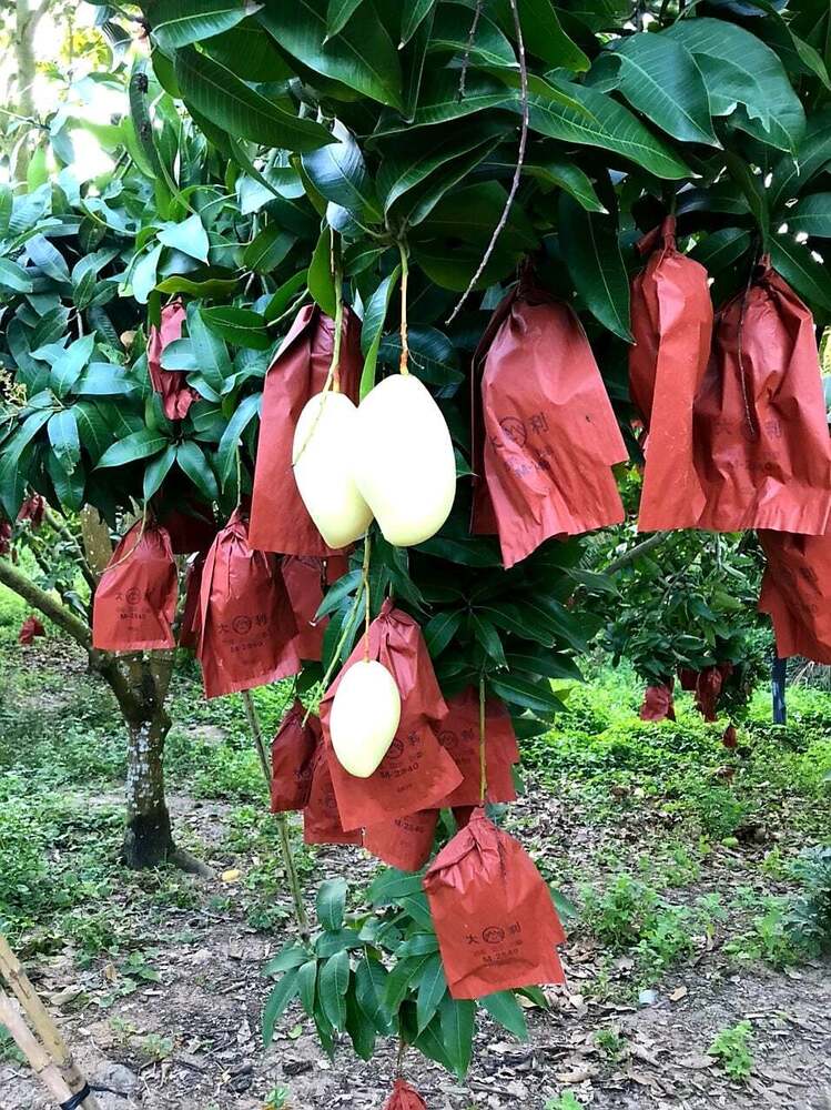 Brown 18x28cm Fruit Protection Bag