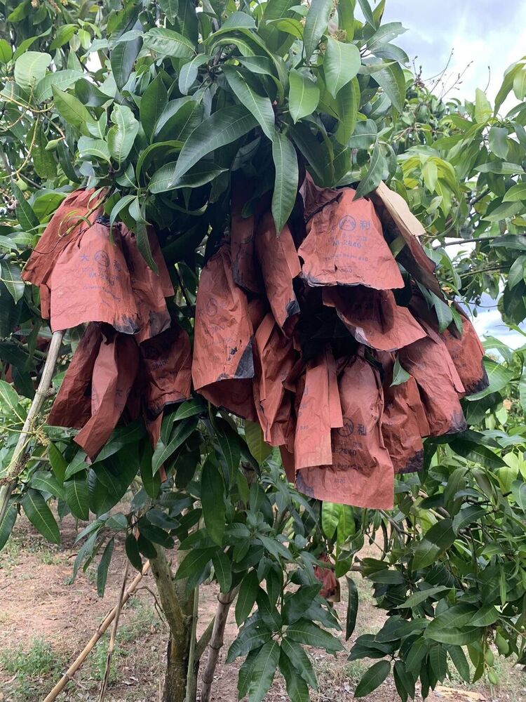 Brown 18x28cm Fruit Protection Bag