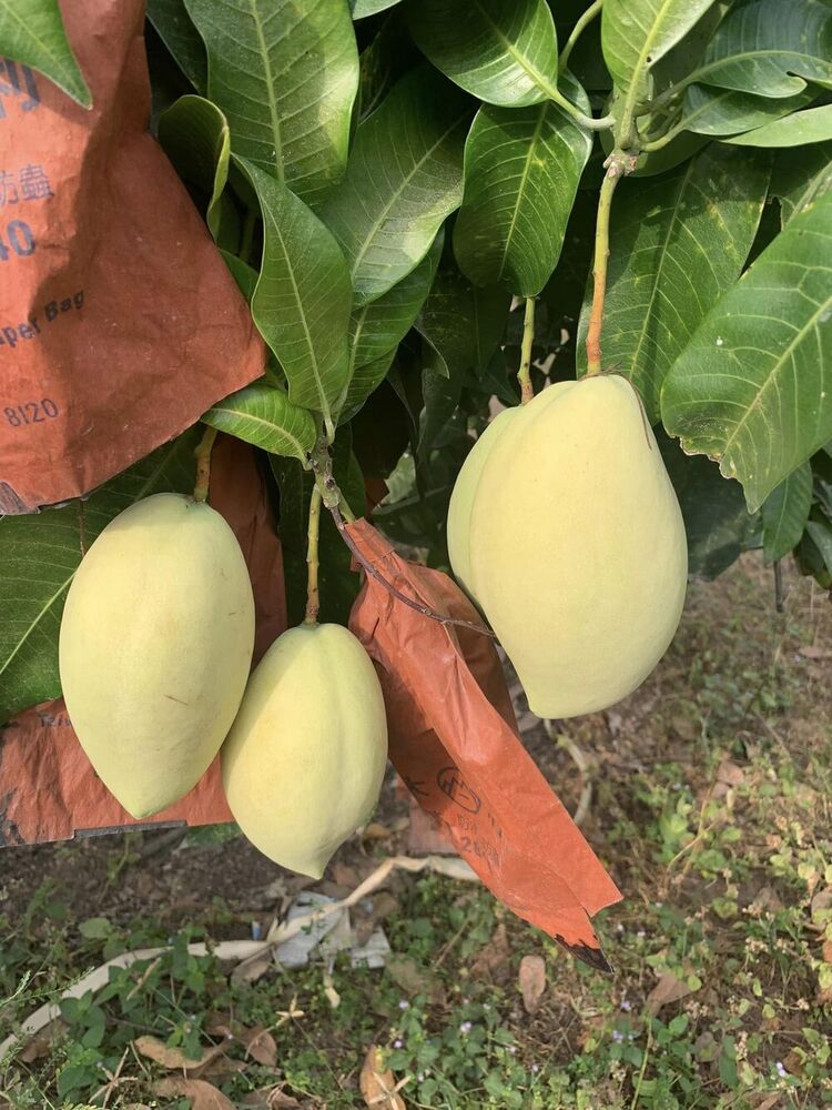 Brown 18x28cm Fruit Protection Bag - Color: Orange