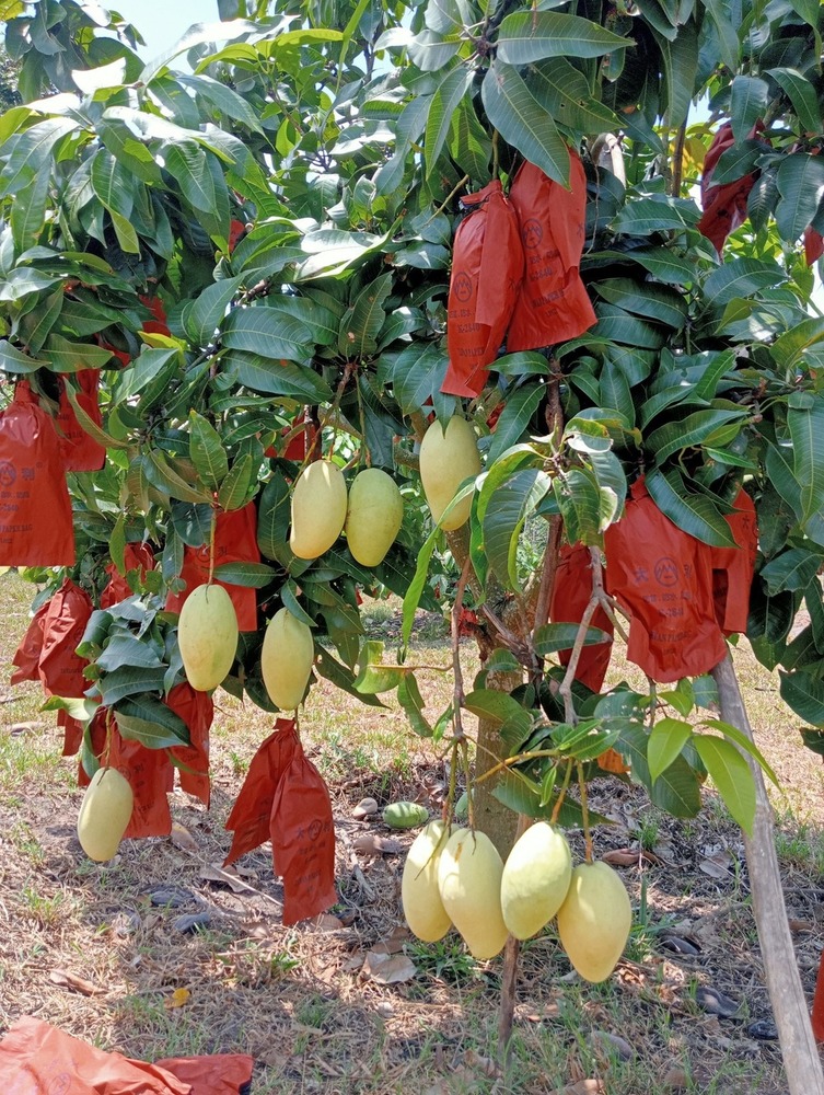 Brown 18x28cm Fruit Protection Bag