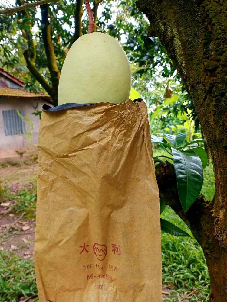 21x32cm  Paper Bag Fruit