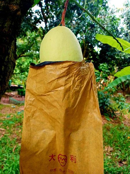 21x32cm  Paper Bag Fruit