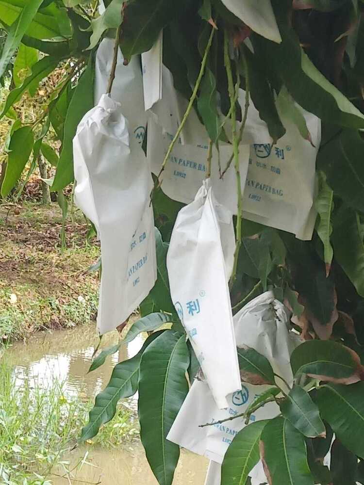 M-999 20X28Cm Fruit Protection Bag - Color: White