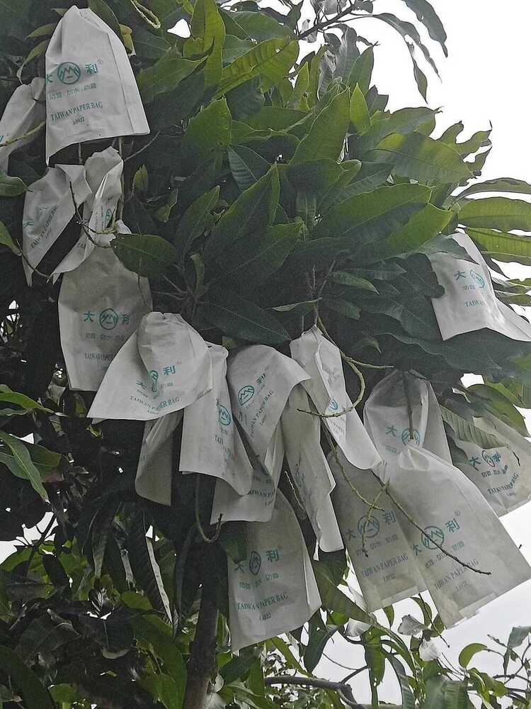 M-999 20x28cm Fruit Protection Bag - Color: White