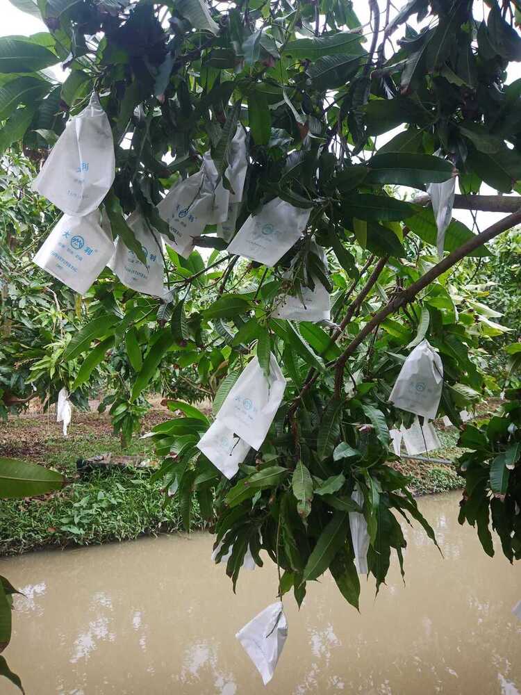 M-999 20x28cm Fruit Protection Bag - Color: White