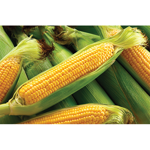 Sweet Corn - Color: Yellow
