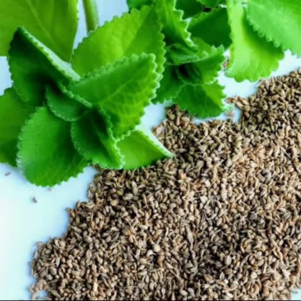 Fresh Carom Seeds - Color: Brown