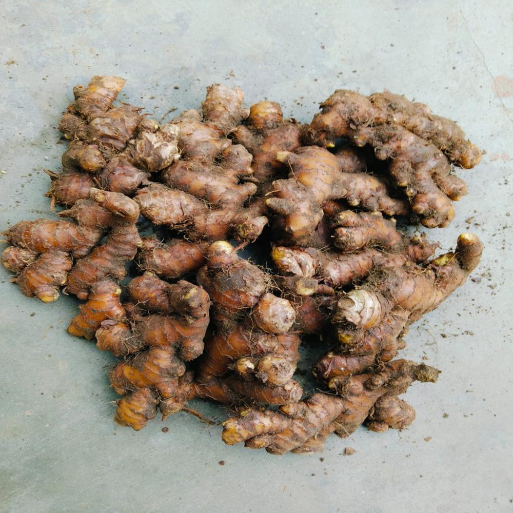 जिंजर फ्रेश