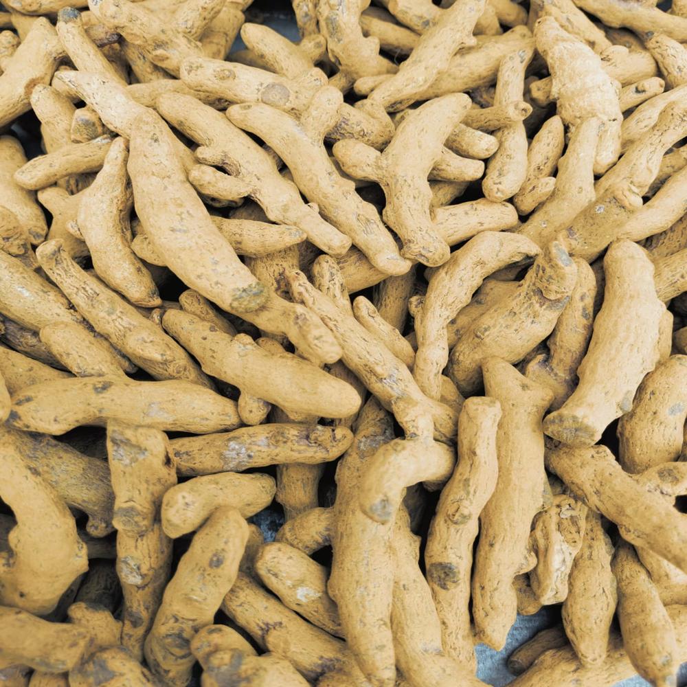 Salem Turmeric Finger - Color: Yellow