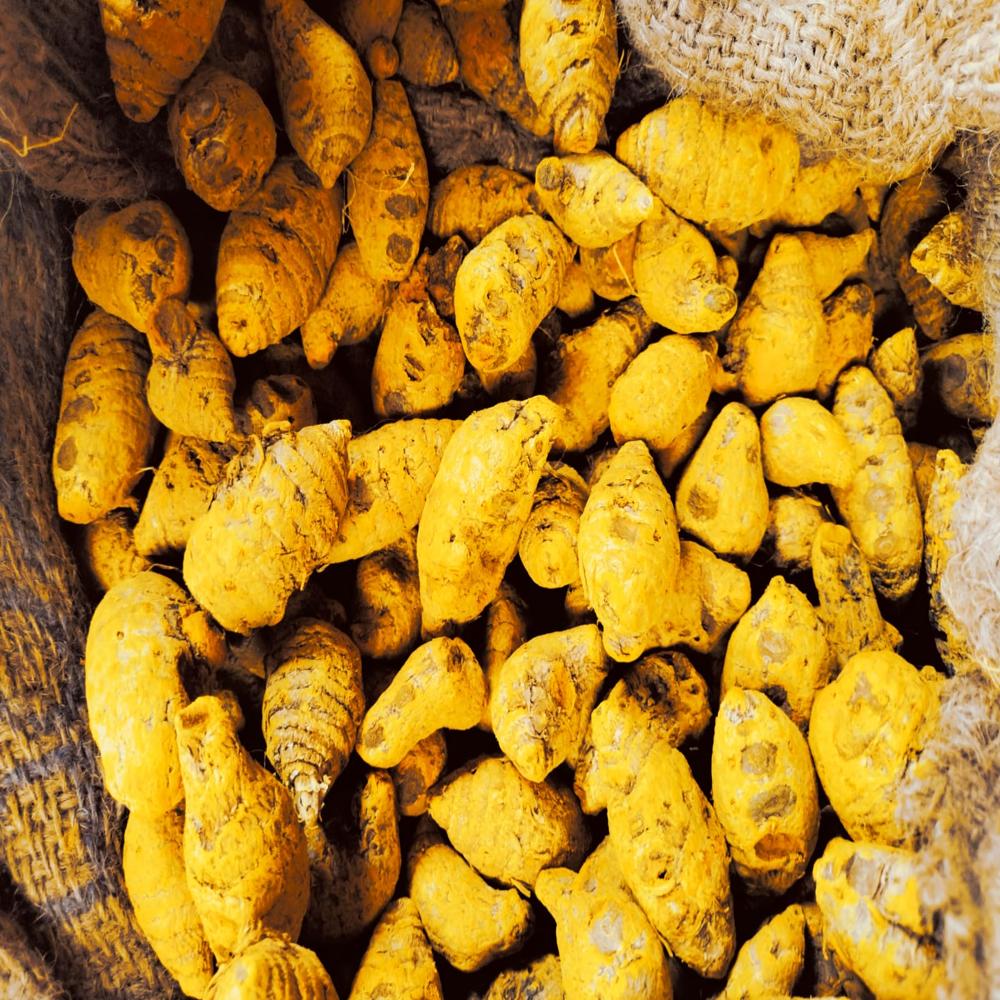 Gatta Turmeric Bulb