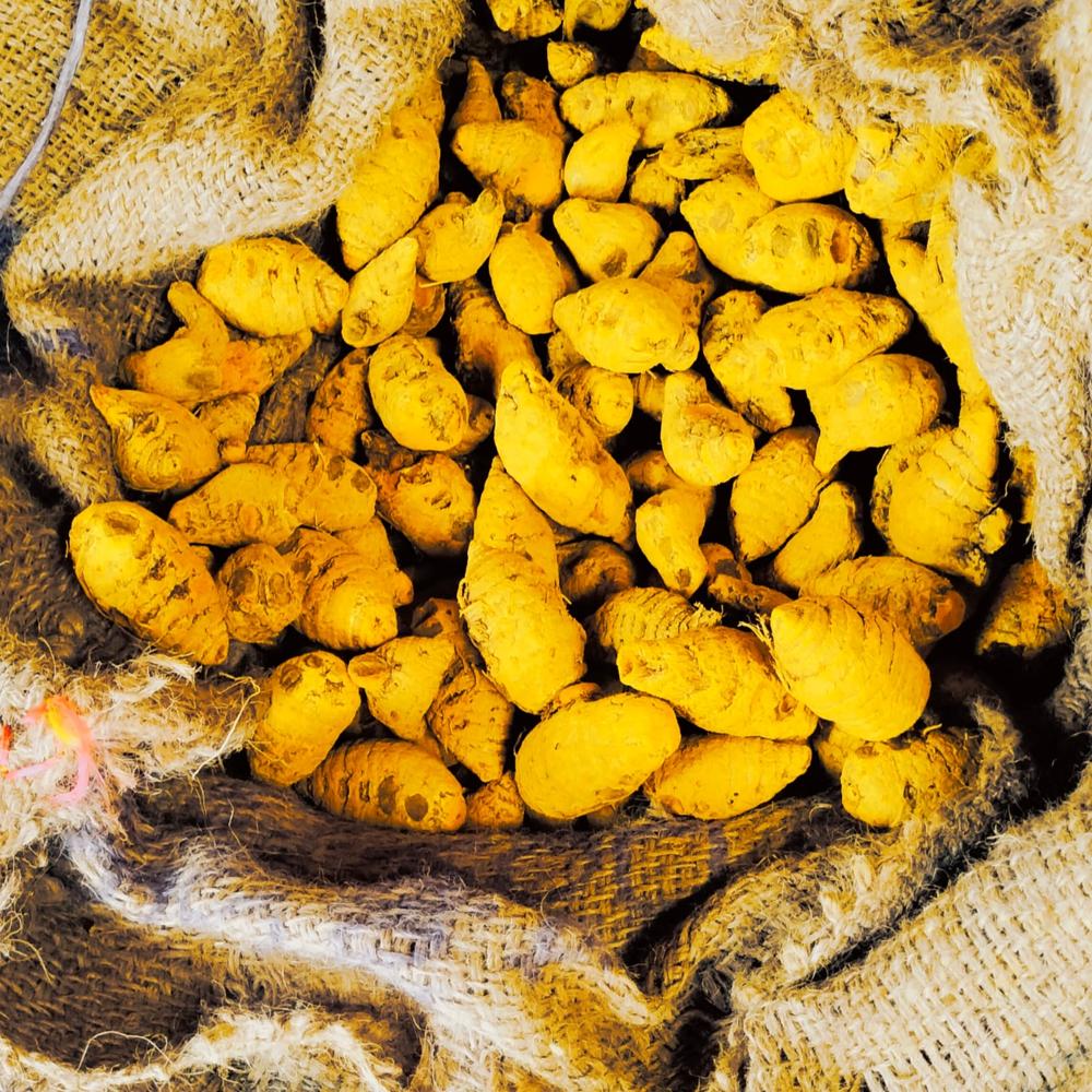 Gatta Turmeric Bulb