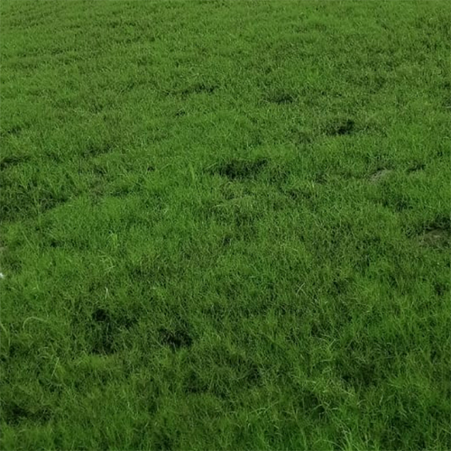 Cricket Ground Natural Grass