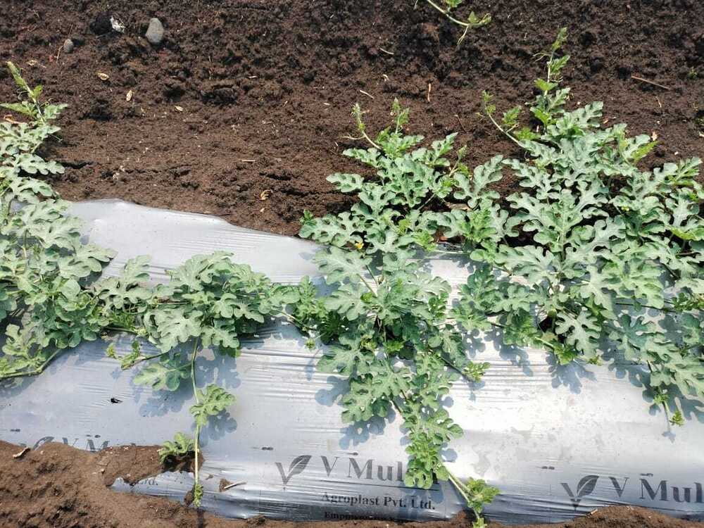 Mulch Paper With Hole