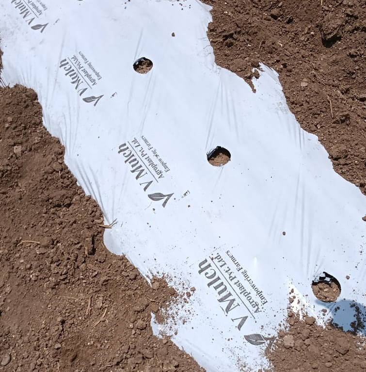 Mulch Paper With Hole